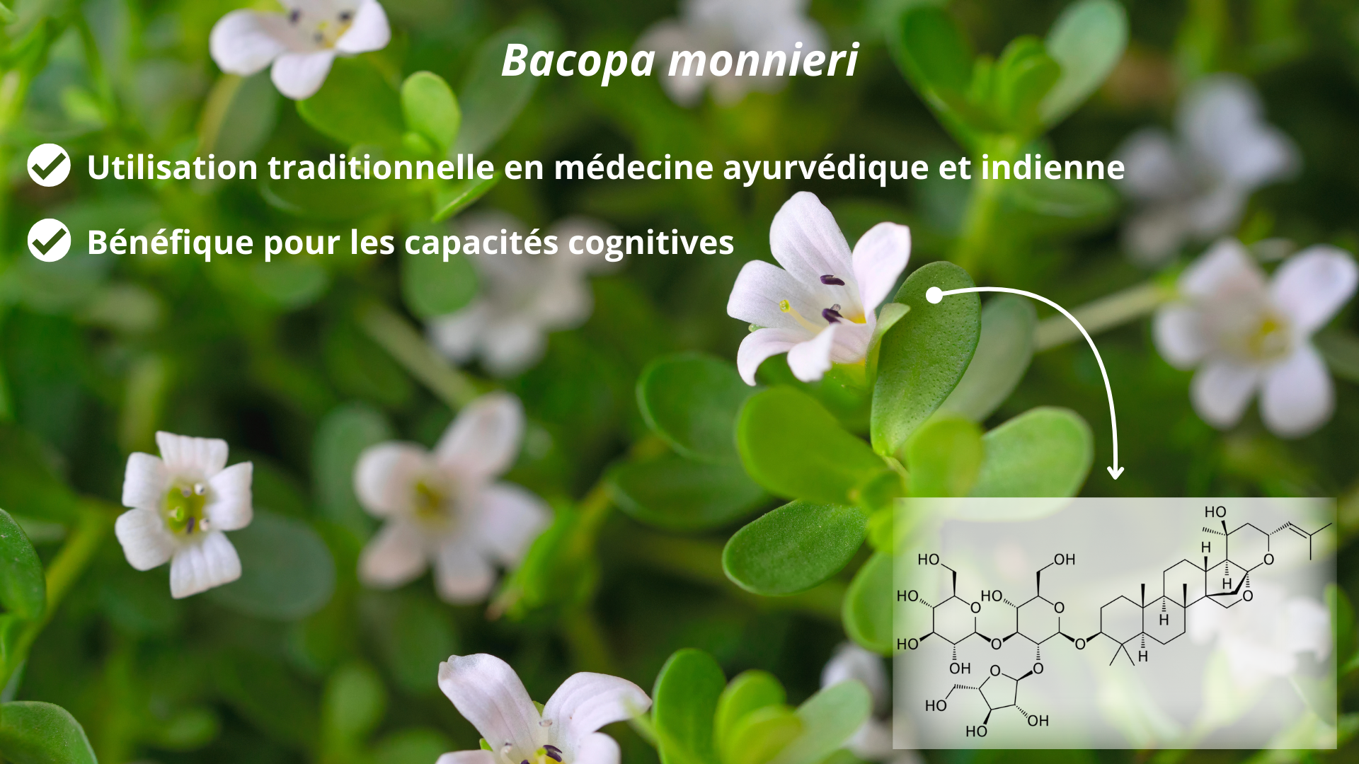 Différentes familles de composants de la bacopa monnieri